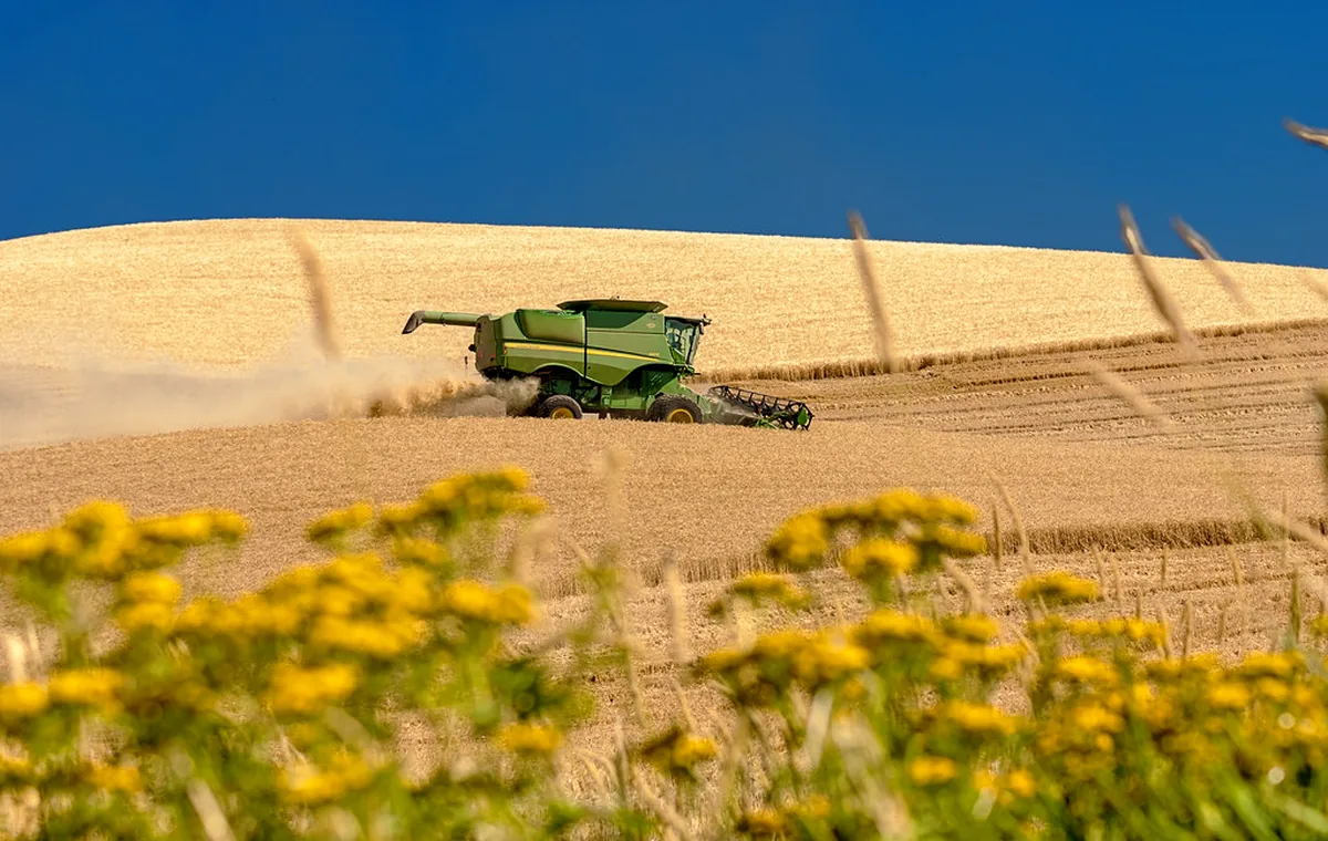 Combine harvester working in a grain field